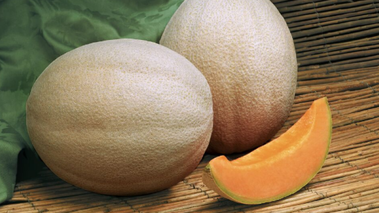 Melon | Syngenta Vegetable Seeds US
